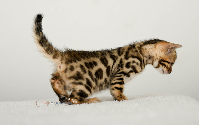 Bengal kitten for sale